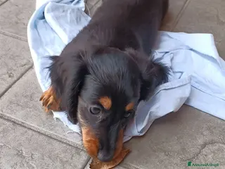 Bassotto Nano cani Bassotto pelo lungo - Annuncio 31