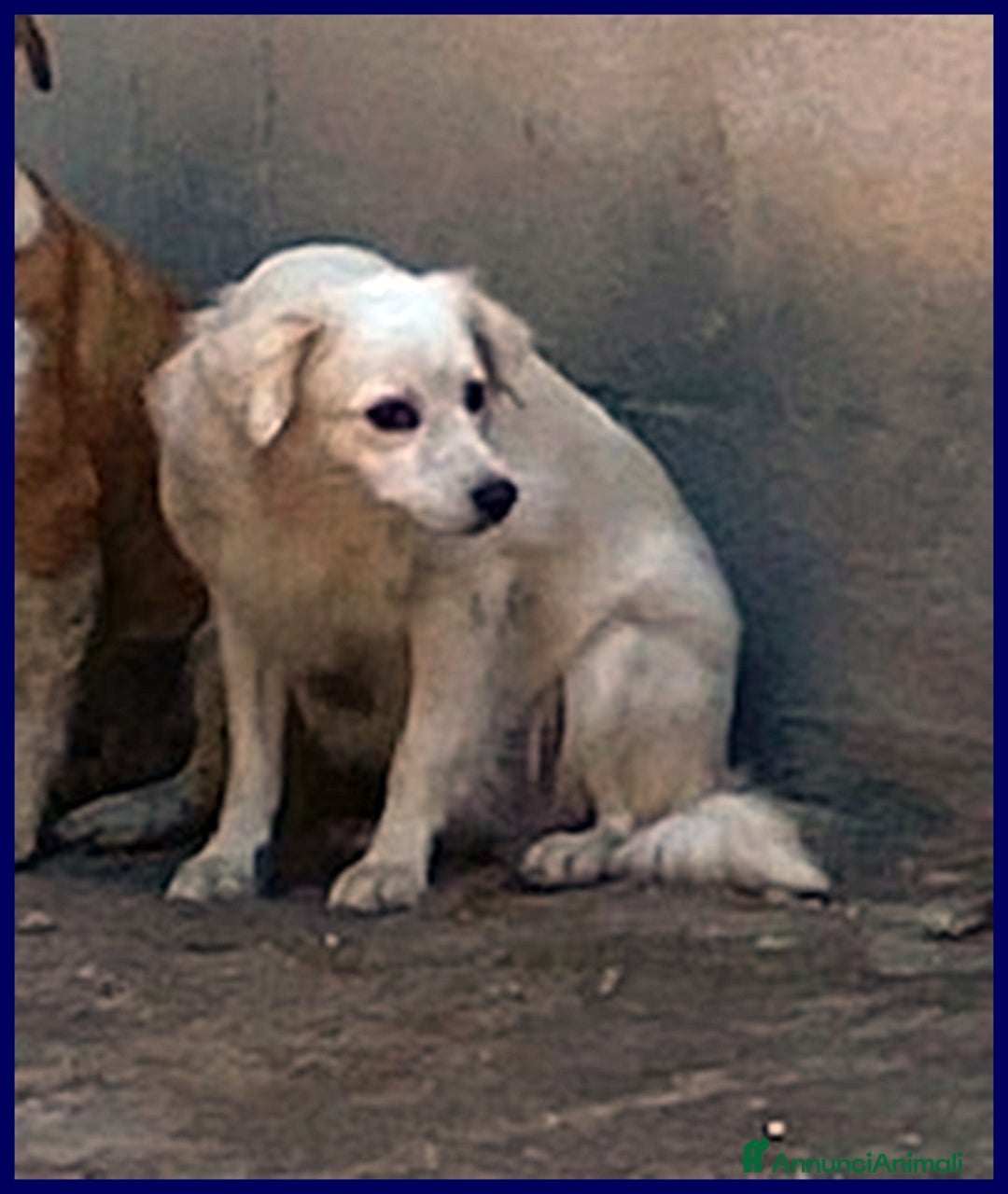 Meticcio cani in regalo: MICK timoroso ma buono! tg mediopicc. - Annuncio 4