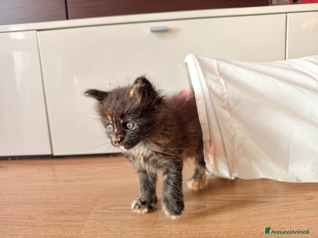 Maine Coon gatti in vendita: Nebula cucciola Maine coon  - Annuncio 4