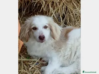 Meticcio cani 3anni kg9 PARALIZZATA aspetta il sogno di 1casa a Bologna - Annuncio 23