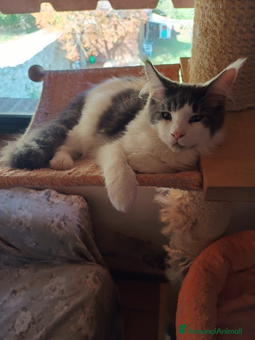 Maine Coon gatti in vendita: Gatti Mine coone - Annuncio 1