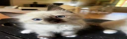 Ragdoll gatti in vendita: Cuccioli ragdoll a Provincia di Modena - Annuncio 5