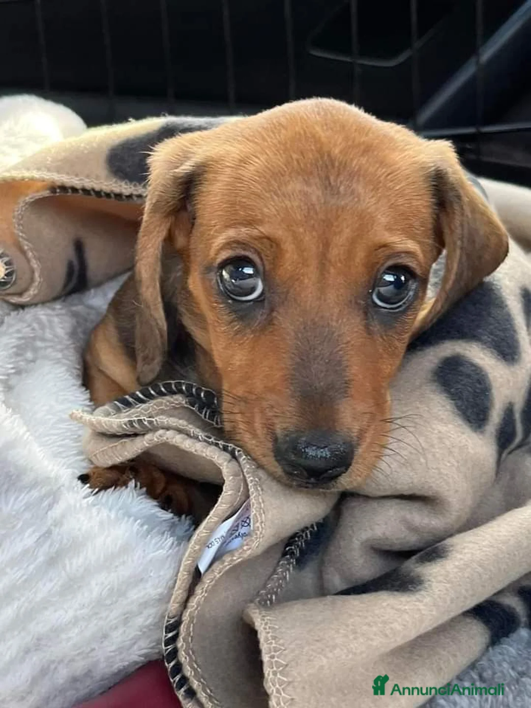 Bassotto cani in vendita: Cuccioli di bassotto - Annuncio 2