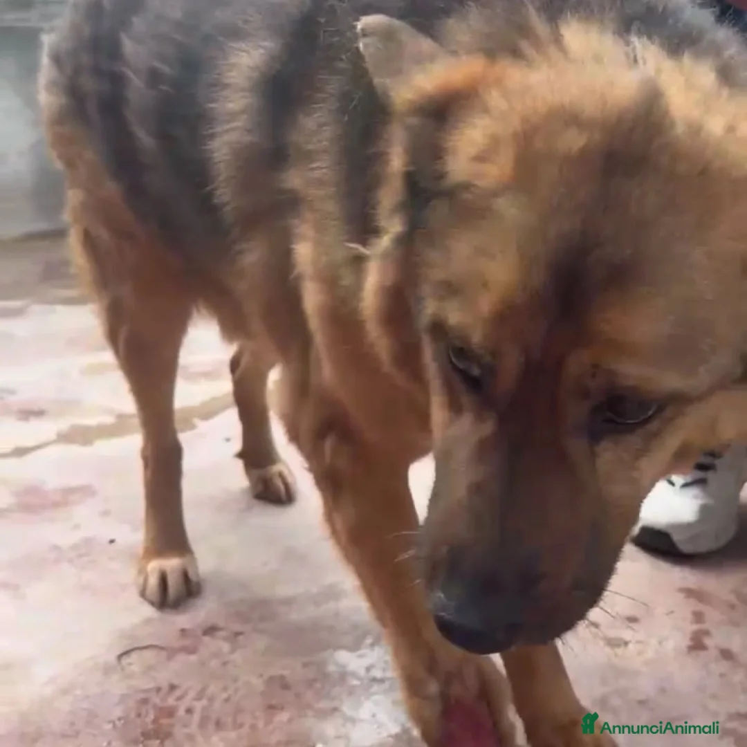 Pastore Tedesco cani in regalo: Rocky, pastore tedesco in canile a catania - Annuncio 2