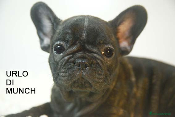 Bulldog Francese cani cuccioli di bouledogue francese - Annuncio 2