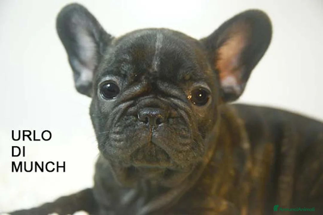 Bulldog Francese cani in vendita: cuccioli di bouledogue francese - Annuncio 2
