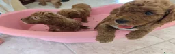 Barboncino cani in vendita: Barboncini particolar  - Annuncio 6
