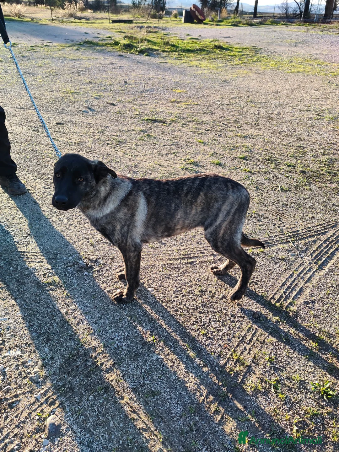 Altre razze cani in regalo: KARL, STEFY, CHARLOTTE, GENNY E GENNARINO - Annuncio 5