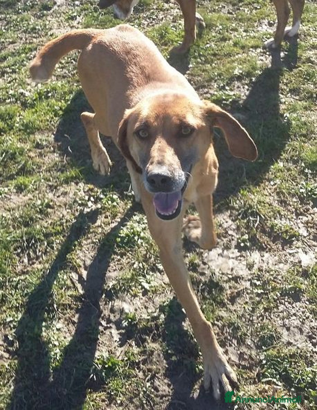 Meticcio cani in regalo: SANDRINO 5anni dolce simpaticone! - Annuncio 4