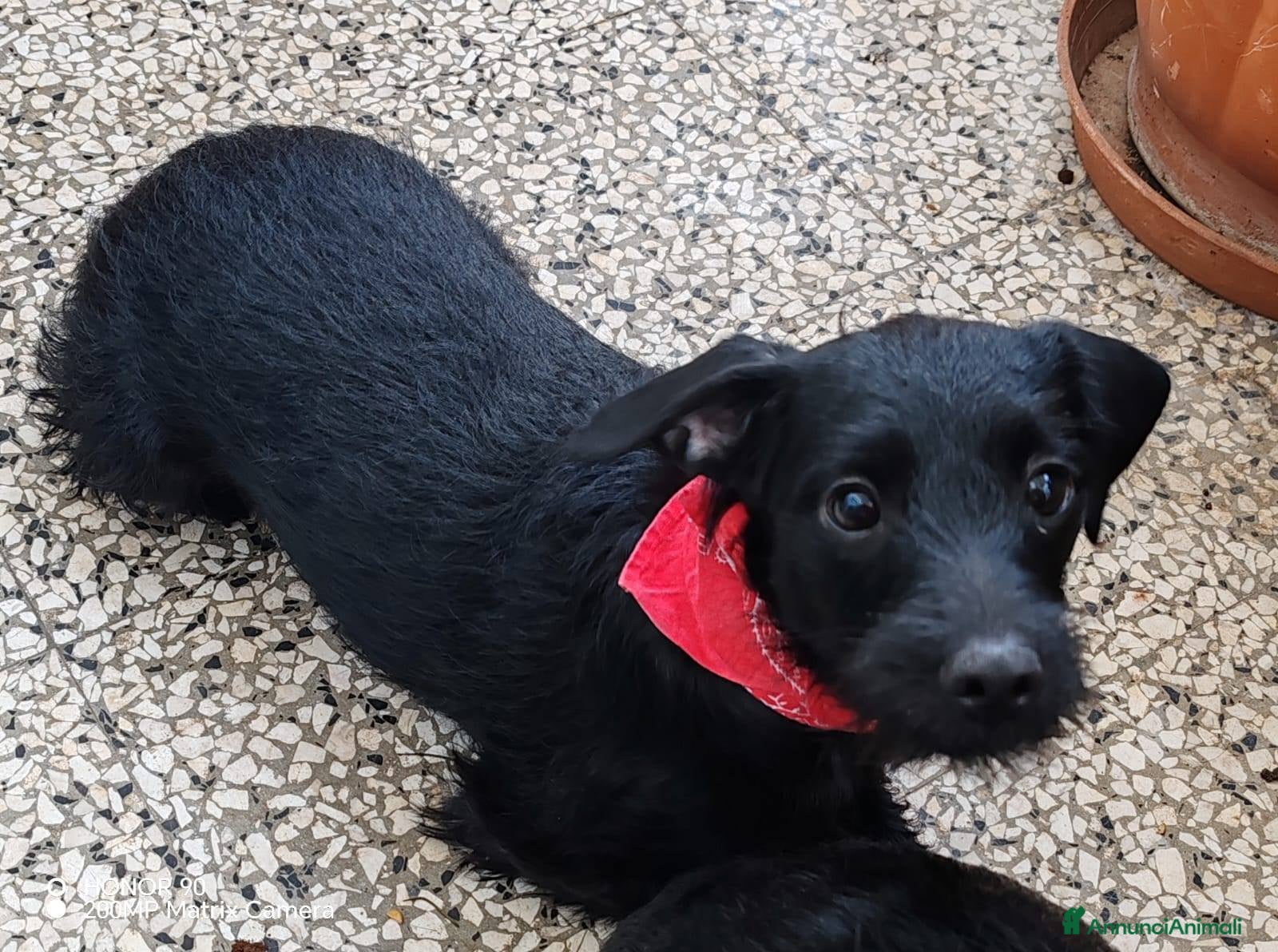 Meticcio cani Lulu e Rocky cuccioli docili - Annuncio 1