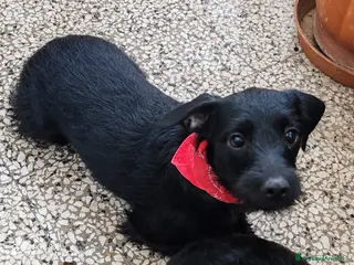 Meticcio cani Lulu e Rocky cuccioli docili - Annuncio 1