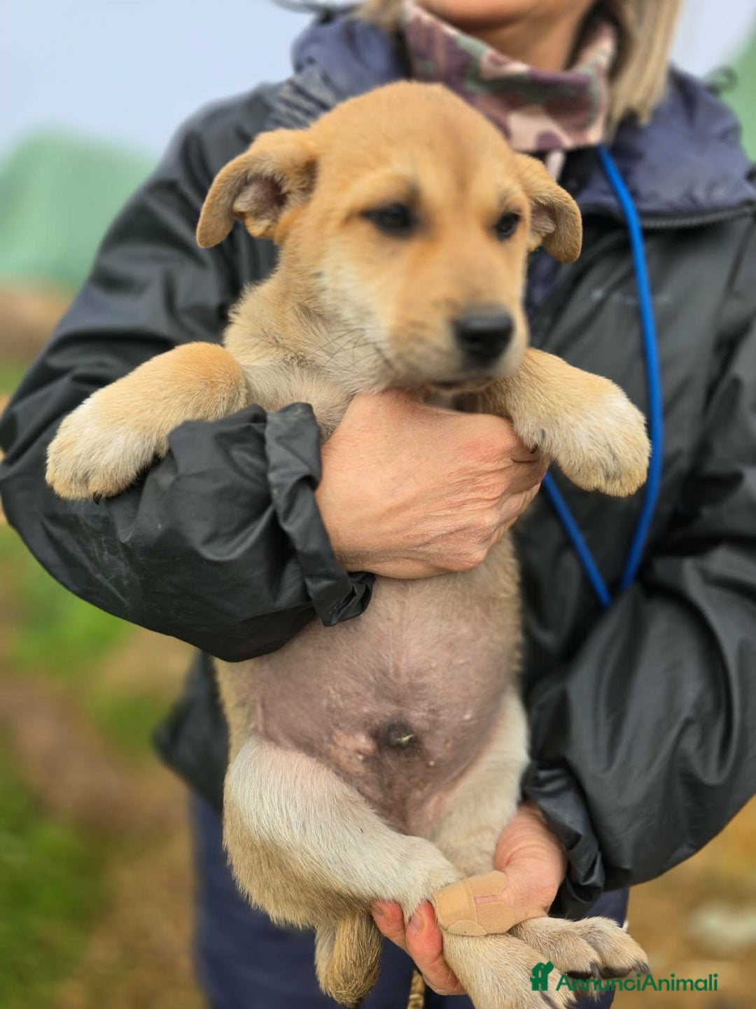 Meticcio cani in regalo: Zeno gioioso cucciolo aspetta la sua famiglia - Annuncio 3