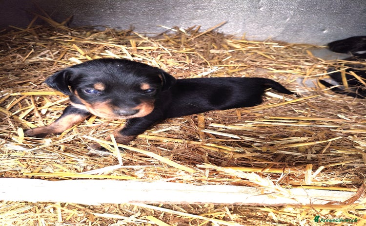 Bracco cani - Annuncio 1