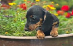 Bassotto cani in vendita: vendesi femina bassotto con pedigree  a Provincia di Asti - Immagine 3