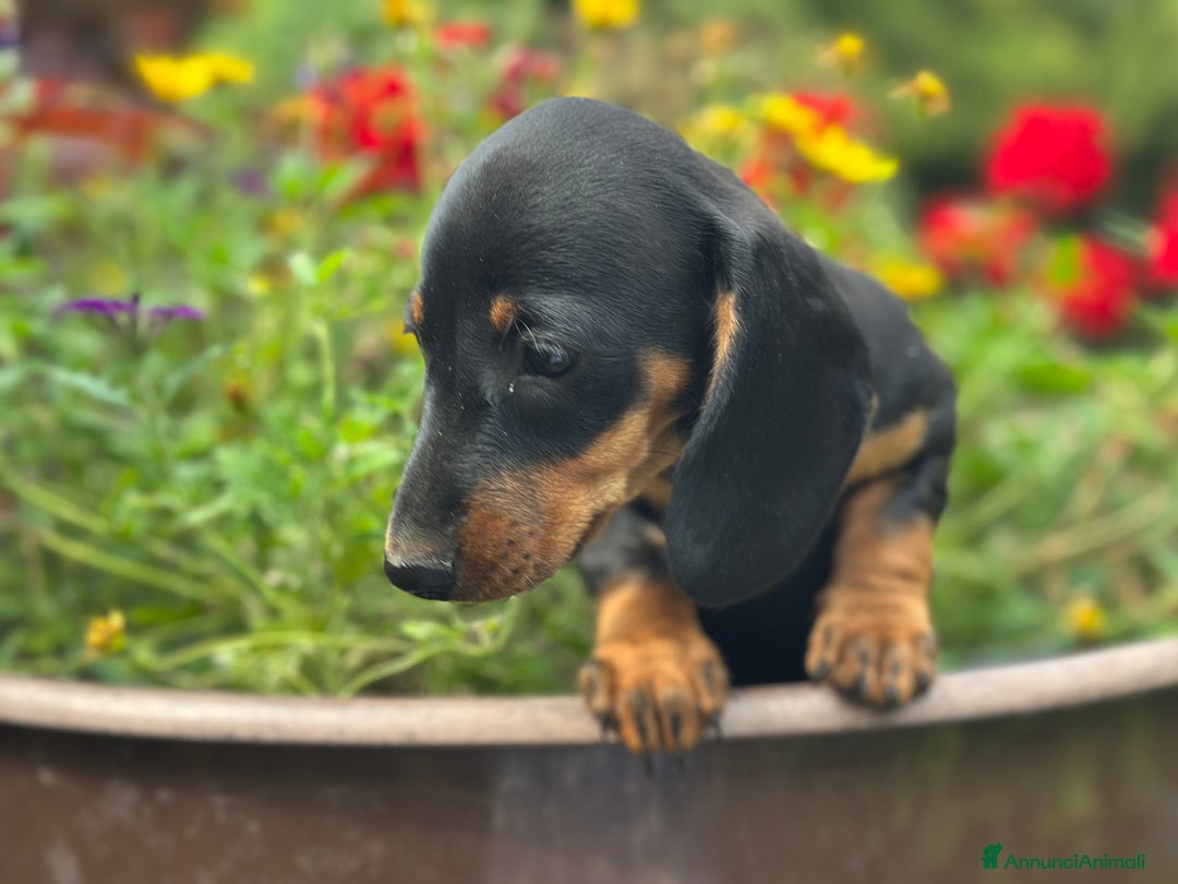 Bassotto cani in vendita: vendesi femina bassotto con pedigree  a Provincia di Asti - Immagine 3
