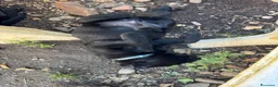 Labrador cani in vendita: Splendidi maschietti di Labrador neri  - Annuncio 2