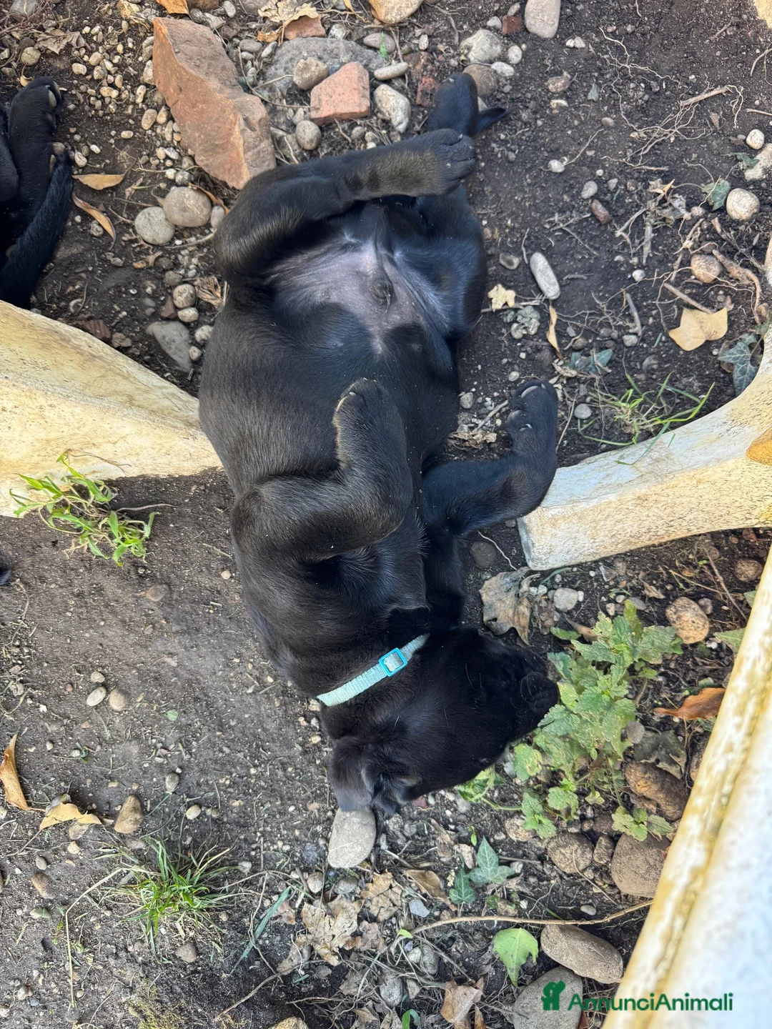 Labrador cani in vendita: Splendidi maschietti di Labrador neri  - Annuncio 2