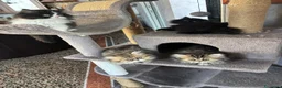 Persiano gatti in vendita: DISPONIBILI 2 MERAVIGLIOSI CUCCIOLI DI PERSIANO - Annuncio 2