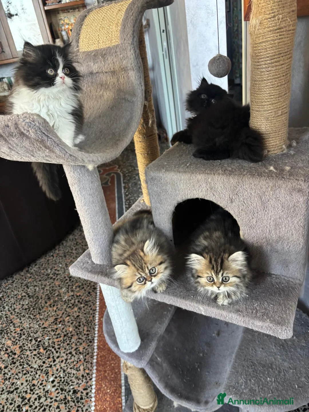 Persiano gatti in vendita: DISPONIBILI 2 MERAVIGLIOSI CUCCIOLI DI PERSIANO - Annuncio 2