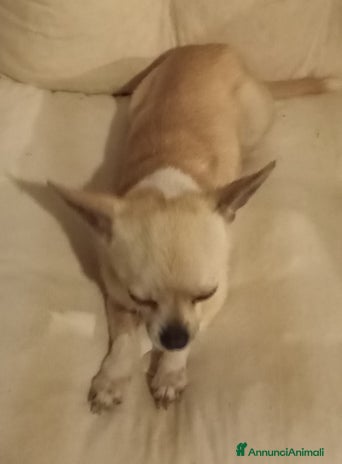 Chihuahua cani - Annuncio 10