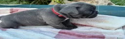 Bulldog Francese cani in vendita: Cuccioli bulldog francese  - Annuncio 3