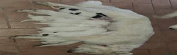 Pastore Abbruzzese Maremmano cani in vendita: Cuccioli di pastore maremmano - Annuncio 5