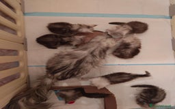 Maine Coon gatti in vendita: 6Cuccioli di MaineCoon con WCF - Immagine 11