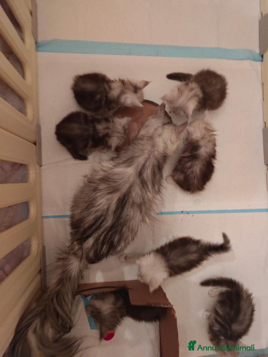 Maine Coon gatti in vendita: 6Cuccioli di MaineCoon con WCF - Immagine 11