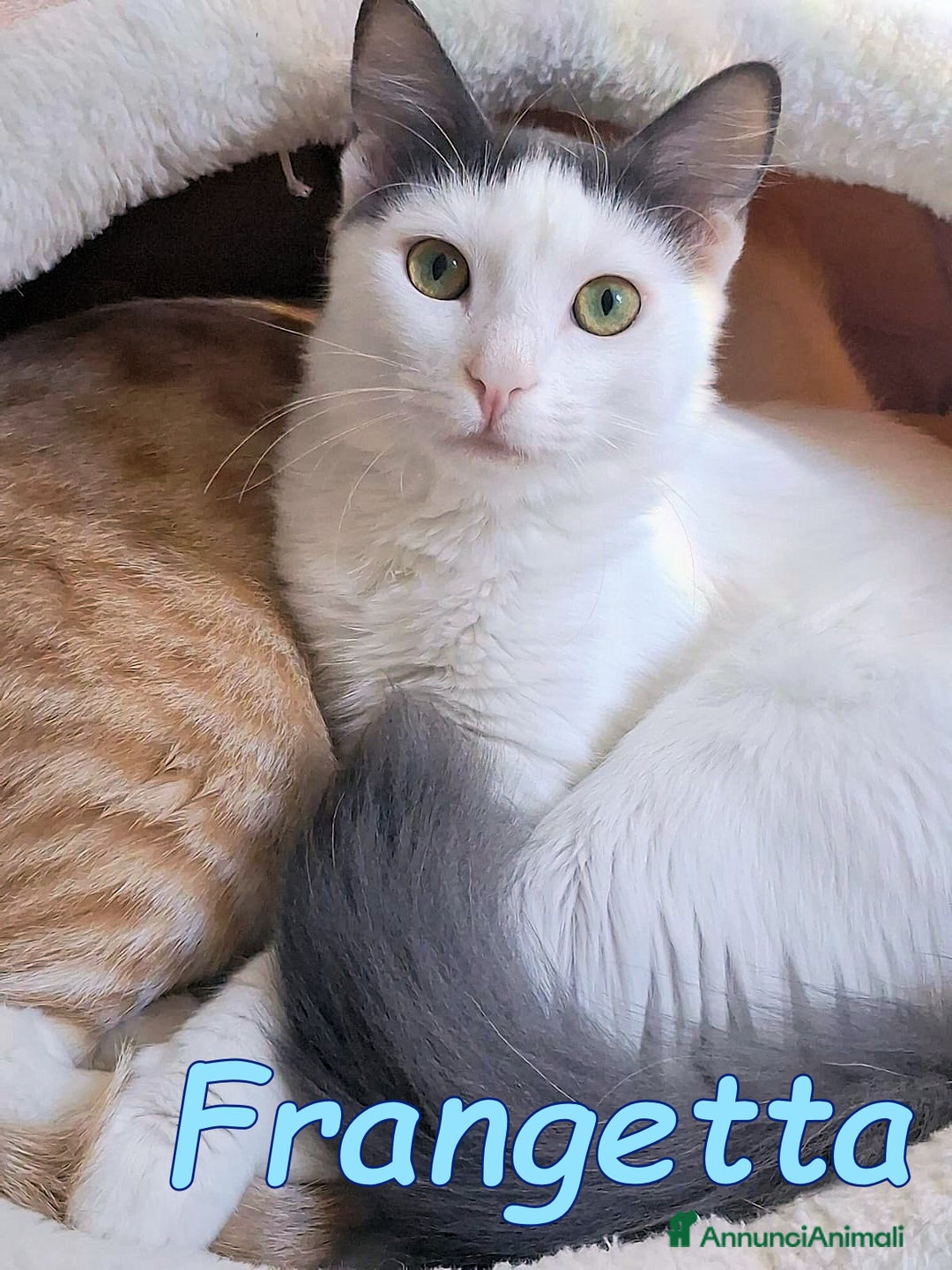 Europeo gatti in regalo: Scorri pure… sappi che potresti spezzarti il cuore - Annuncio 6