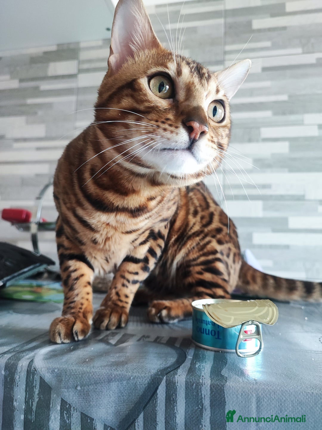 Bengala gatti per accoppiamento: Disponibile per accoppiamento - Annuncio 3