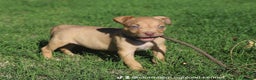 Pitbull cani in vendita: Cuccioli Pit Bull con Pedigree anche a rate - Annuncio 24