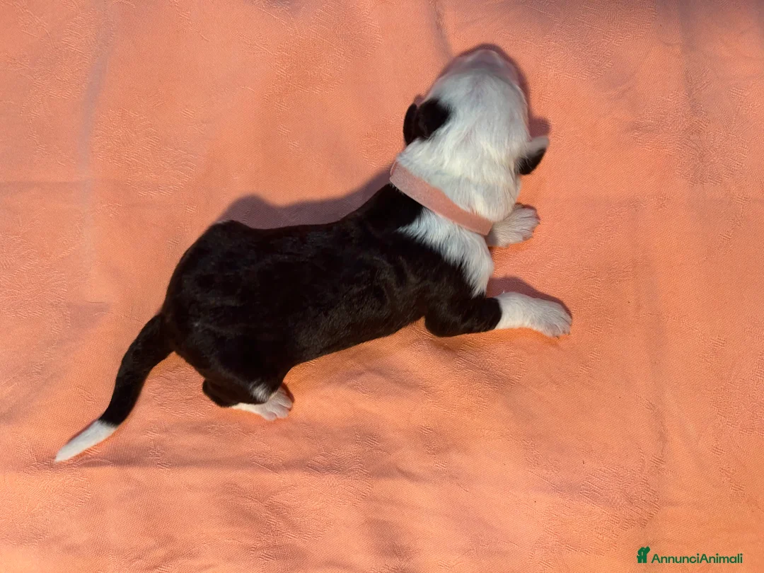 Bobtail cani in vendita: Cuccioli di Bobtail  - Annuncio 16
