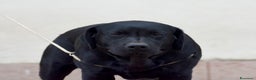 Labrador cani in vendita: Femmina di Labrador Adulta - Annuncio 4