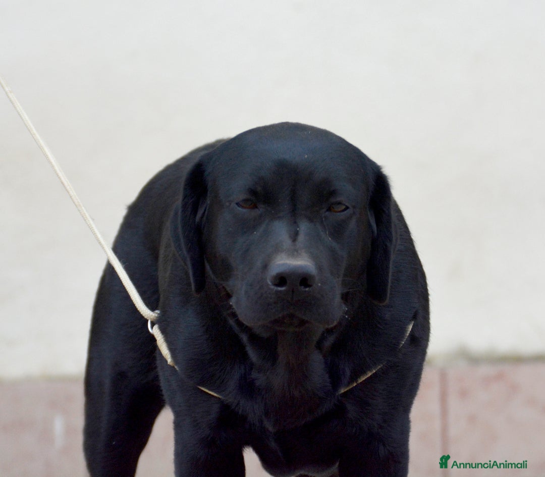 Labrador cani in vendita: Femmina di Labrador Adulta - Annuncio 4