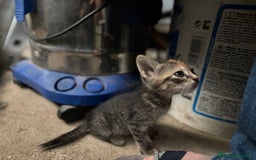 Altre razze gatti in vendita: 7 allegri batuffoli in cerca di casa a Province of Brescia - Immagine 17