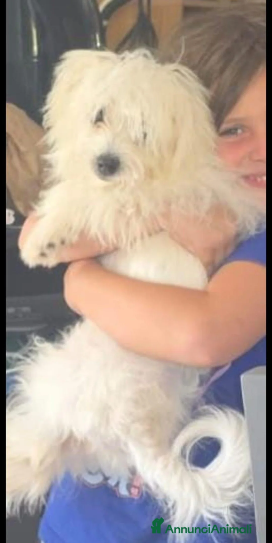 Maltese cani in vendita: Maltese  - Annuncio 6