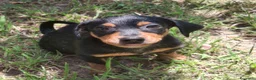 Meticcio cani in regalo: MIKY 💙 il mondo è tutto da scoprire  a Provincia di Rovigo - Annuncio 5