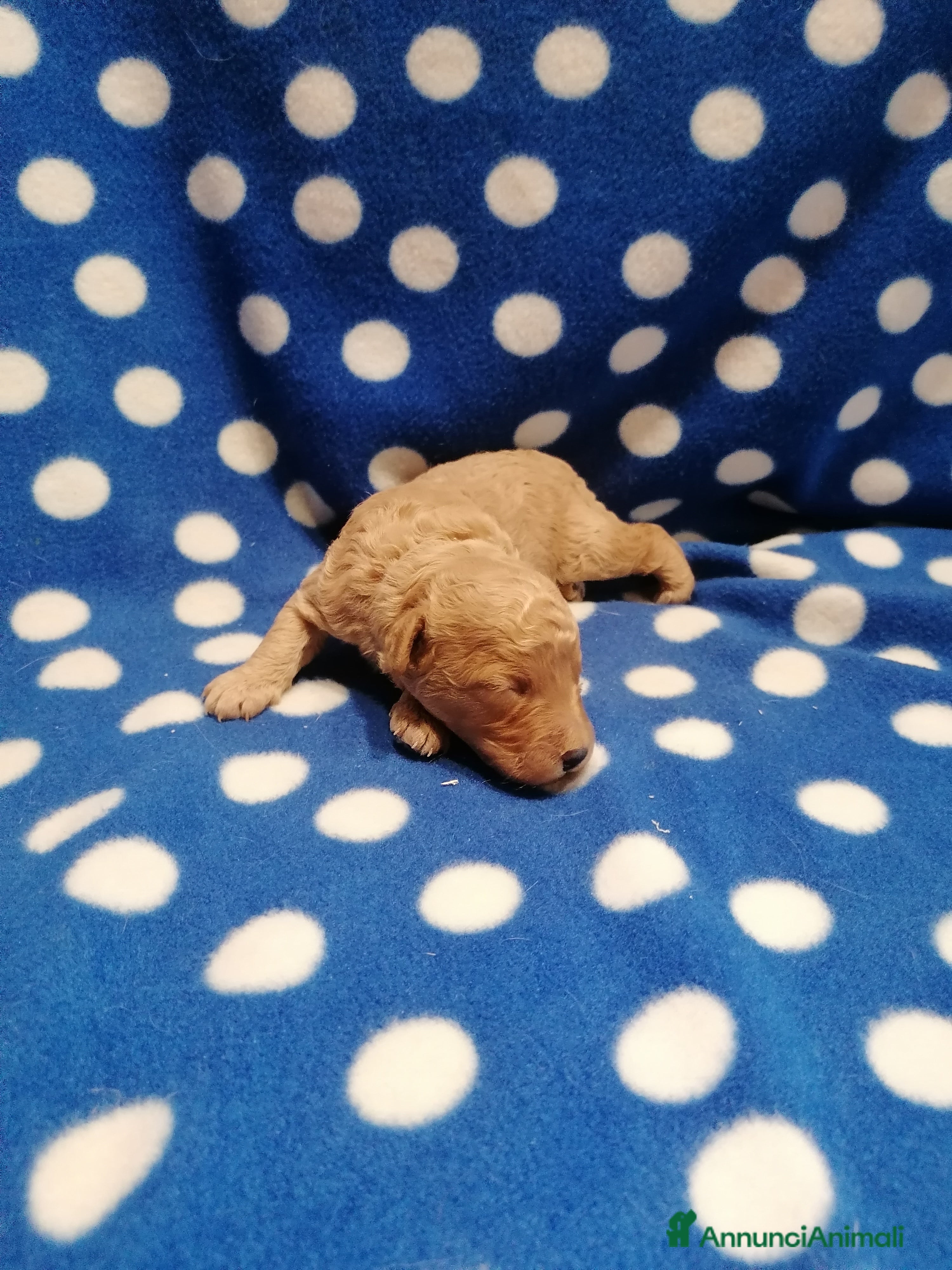 Barboncino Toy cani Barboncino Toy cucciolo maschio - Annuncio 1