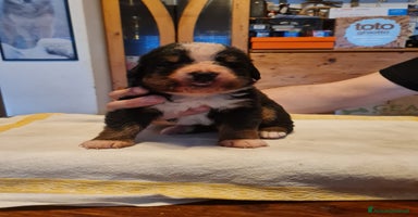 Bovaro del Bernese cani a Provincia autonoma di Trento - Annuncio 16