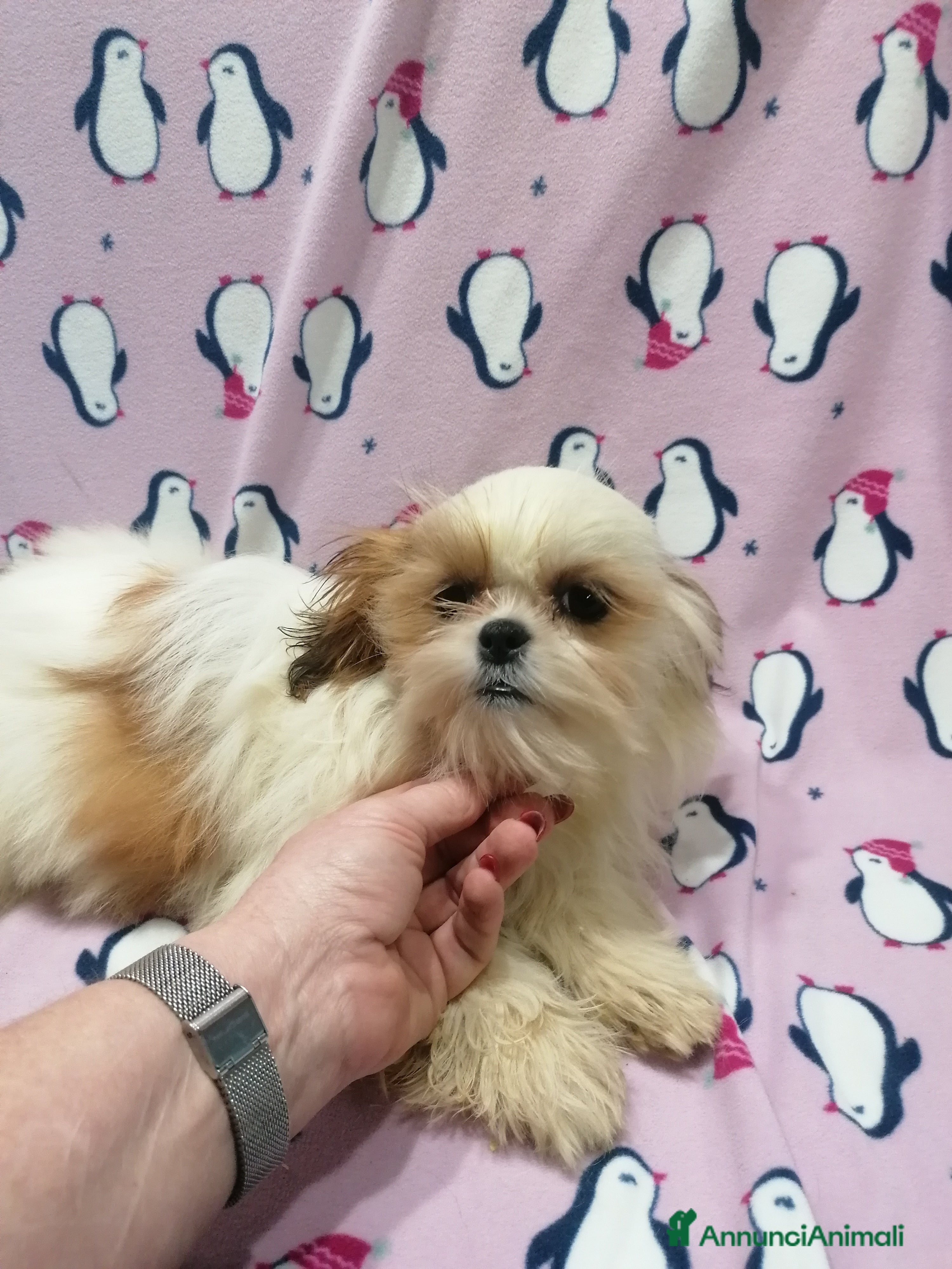 Shih Tzu cani Shih Tzu Imperiale cucciola femmina - Annuncio 2