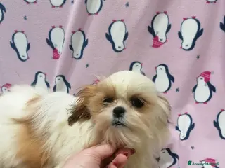 Shih Tzu cani Shih Tzu Imperiale cucciola femmina - Annuncio 2