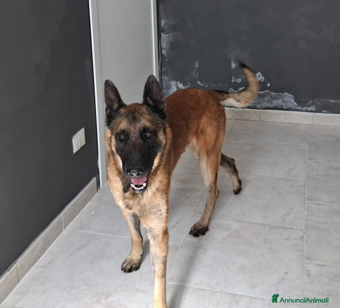 Meticcio cani in regalo: Carlos uno spettacolo della natura in adozione  a Città metropolitana di Roma Capitale - Annuncio 2