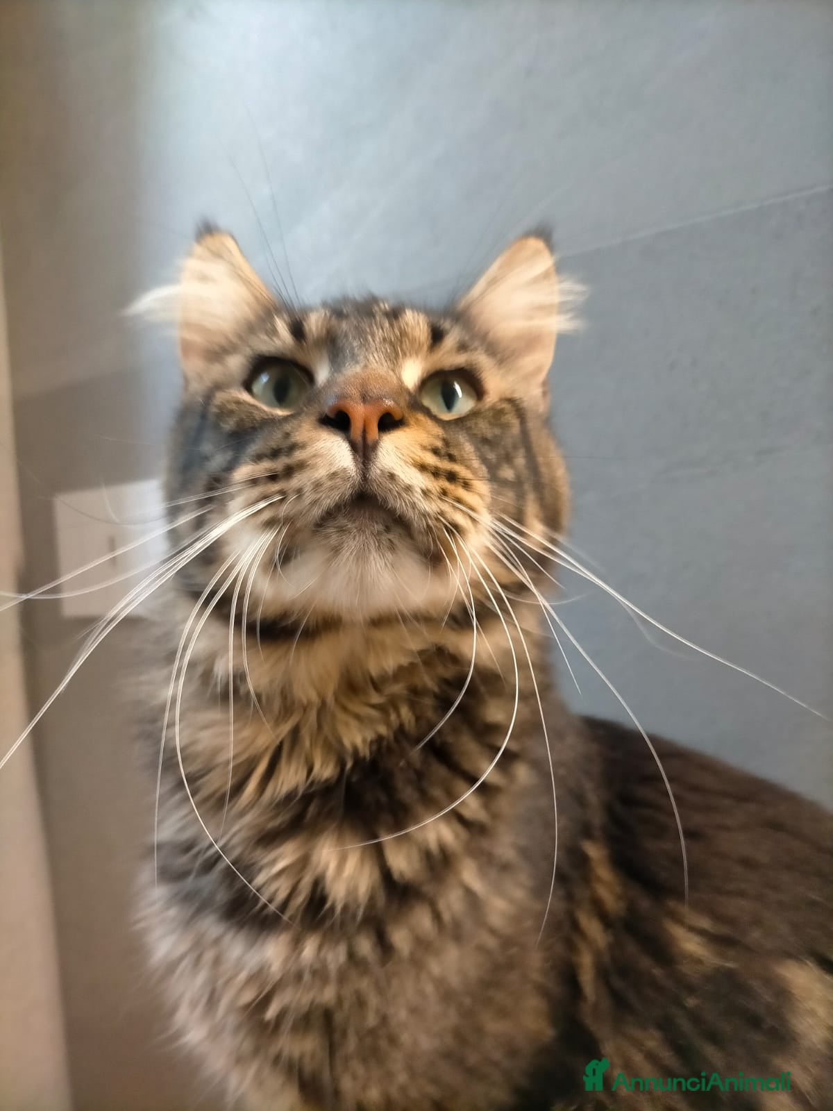 Maine Coon gatti Maine Coon per accoppiamento con pedigree - Annuncio 2