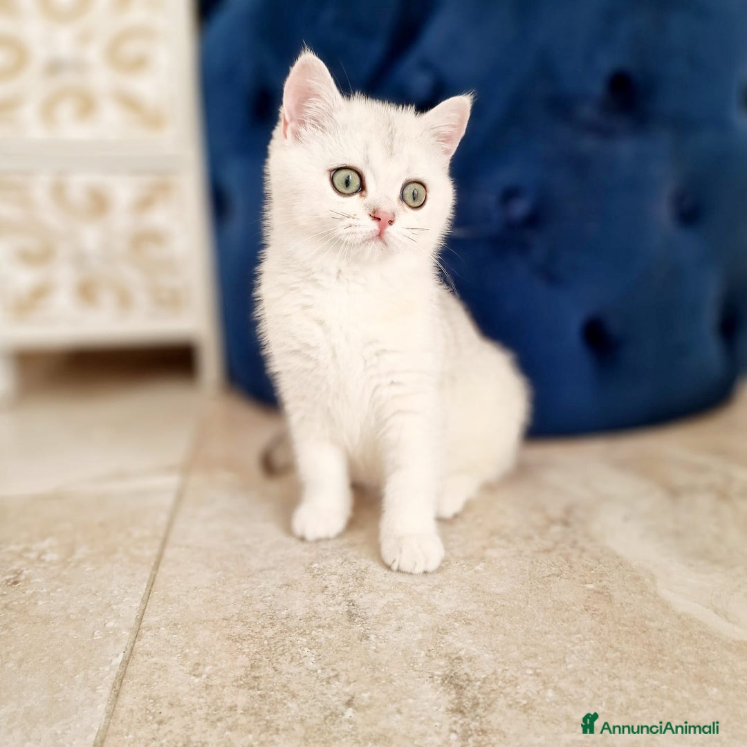 Scottish gatti in vendita: Scottish  - Annuncio 8