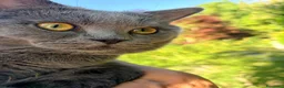 Scottish gatti per accoppiamento: Scottish Straight grigio per monta - Annuncio 5