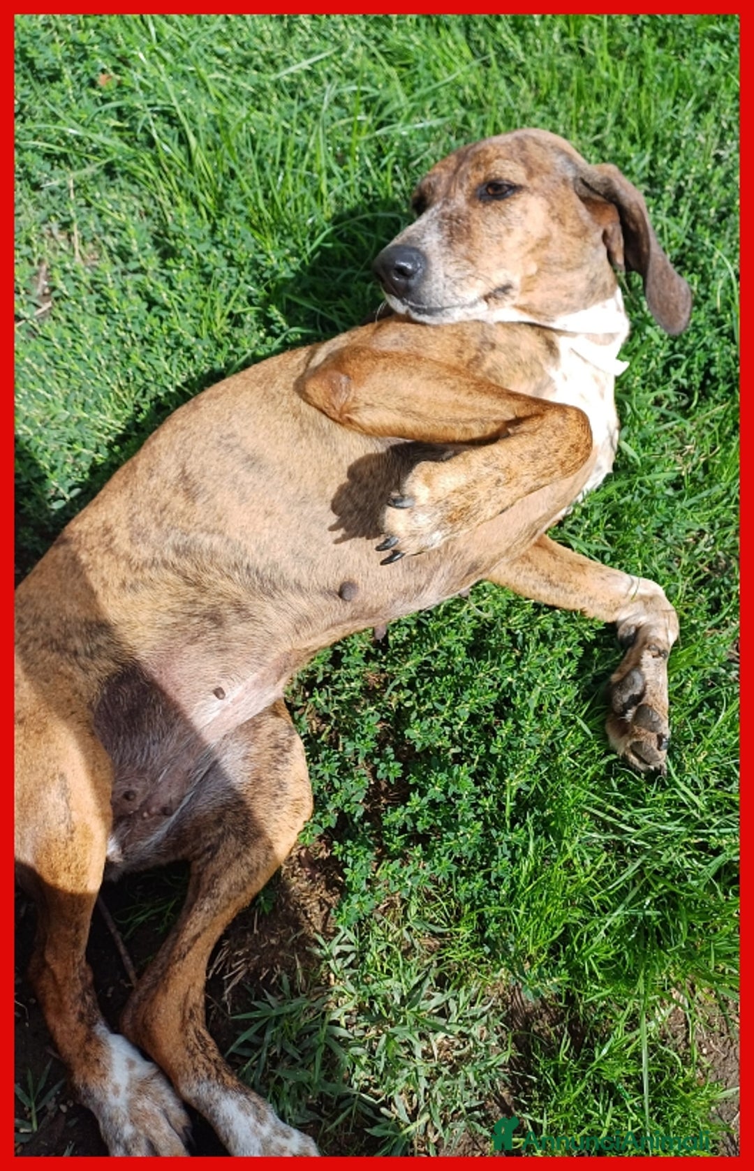 Segugio Maremmano cani in regalo: AIUTO PER SVITOL SEGUGIETTA 5 ANNI STA MEGLIO MA  a Città metropolitana di Milano - Annuncio 17