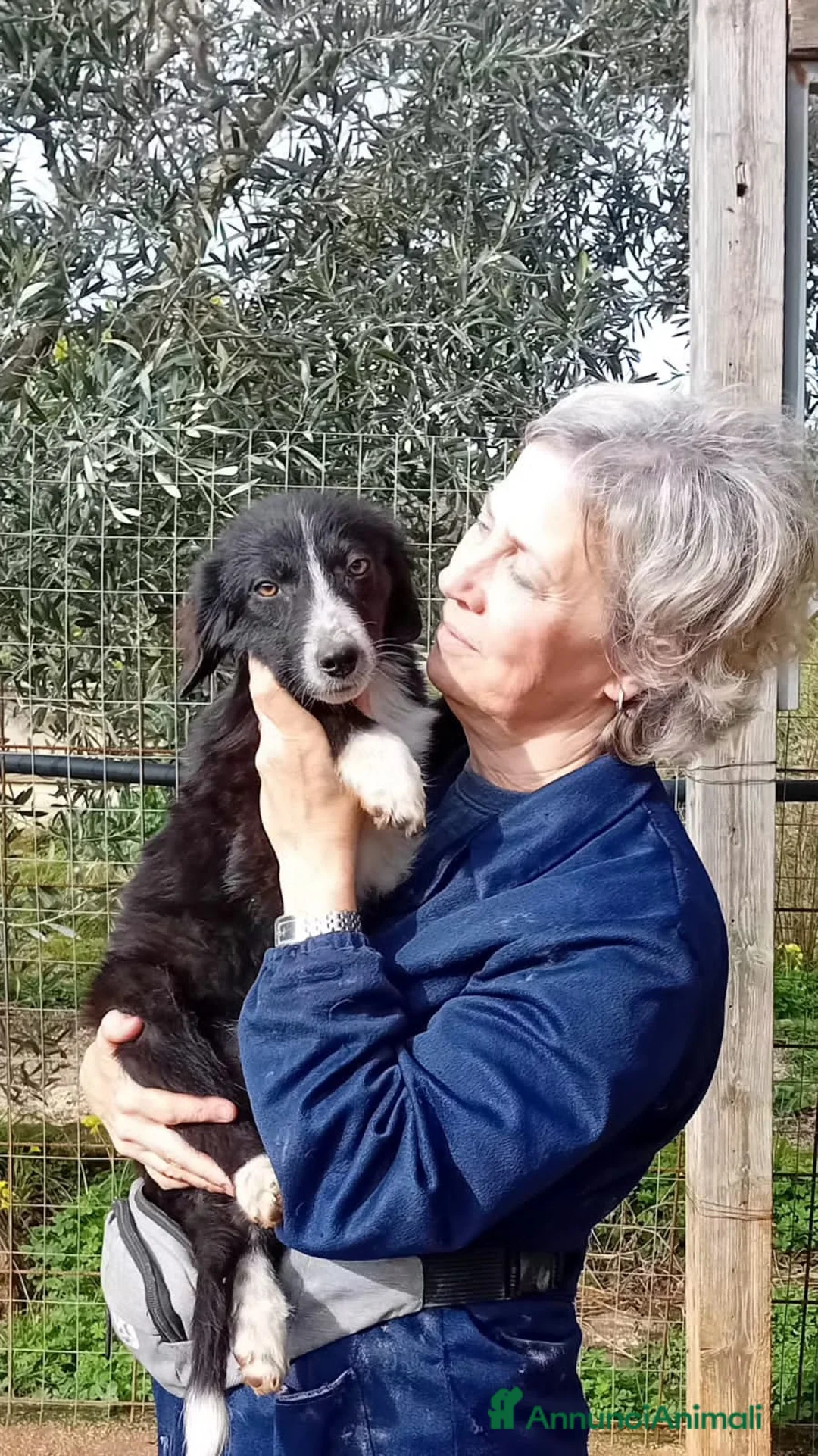 Altre razze cani in regalo: febo e fusilla - Annuncio 2