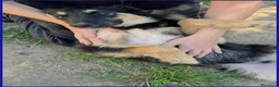 Meticcio cani in regalo: SEMOLINO simpatico mix border - Annuncio 5