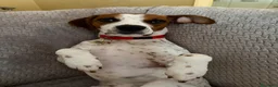 Beagle cani per accoppiamento: Accoppiamento  - Annuncio 5