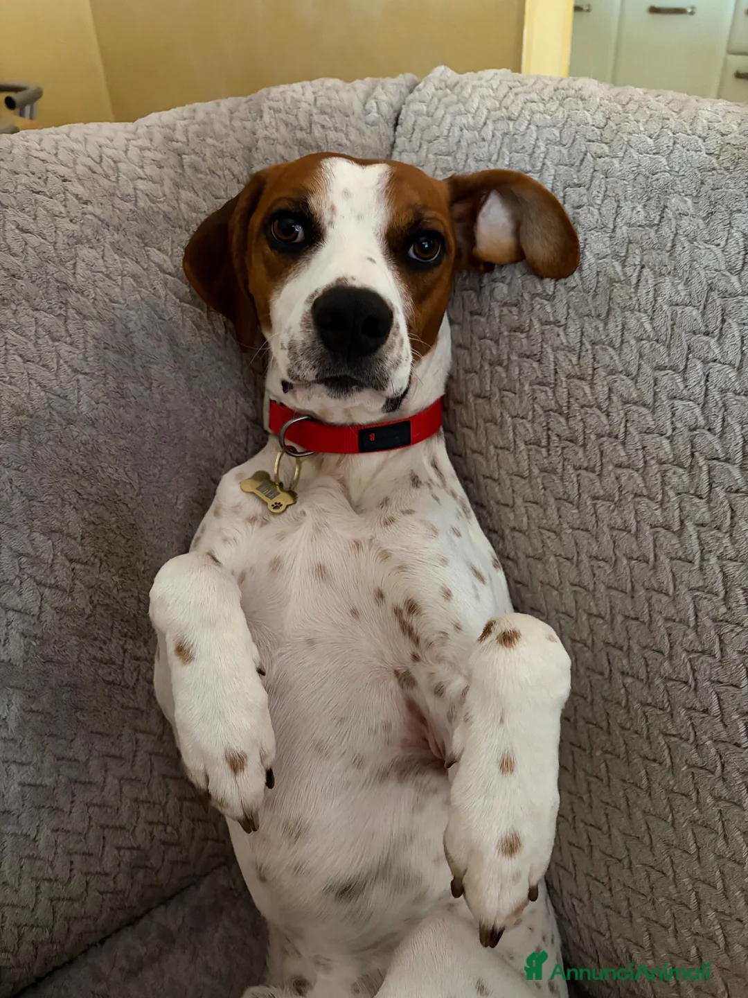 Beagle cani per accoppiamento: Accoppiamento  - Annuncio 5